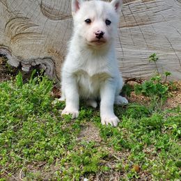 Siberian Husky Puppies from Haskins Huskies