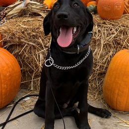 English Springer Spaniels and Labrador Retrievers from Three Doves