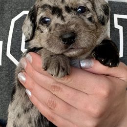 Aussiedoodle and Leopardoodle Puppies from A Puppy Crush