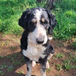 Moxie - Bernedoodle