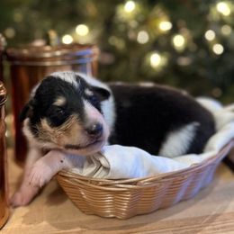 Olaf - Black white and tan male Collie puppy in Underwood, Indiana from Third Gen Collies