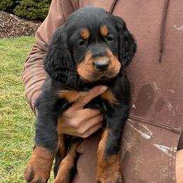 Yellow - Black and tan female Gordon Setter puppy in Gordonville, Pennsylvania from Blue Ribbon Setters