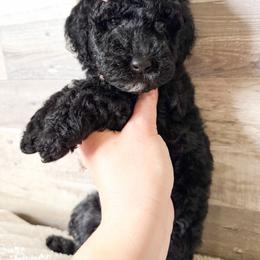 Nya - Black female Goldendoodle puppy in Redmond, Oregon from Bourbon and Lace Doodles