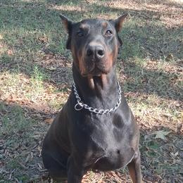 Troy - Doberman Pinscher