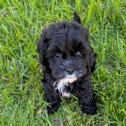 Stormy - Black and white female Cockapoo puppy in Dayton, Ohio from L&L Cockapoos