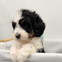 A Christmas Story - Tri-color female Bernedoodle puppy in Hegins, Pennsylvania from Bubbling Springs Doodles, LLC