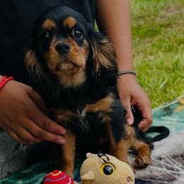 Mr.Milo - Black and tan male Cavalier King Charles Spaniel puppy in Beaverton, Oregon from Feray Valoir cavaliers