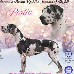 Portia - Great Dane