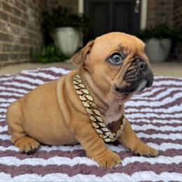 Jr - Fawn and white male French Bulldog puppy in Willis, Texas from Maranda Cianceruso