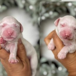 Fourth Pick - Parti female Goldendoodle puppy in Elk Grove, California from Doodles by Faith