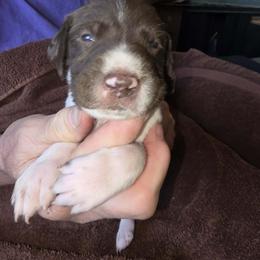 Yellow Boy 4 - White and liver male German Shorthaired Pointer puppy in Lindsay, California from Dori's Danes