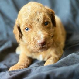 Hunter - Cream male Goldendoodle puppy in Willacoochee, Georgia from Kitandkboodle's Doodles