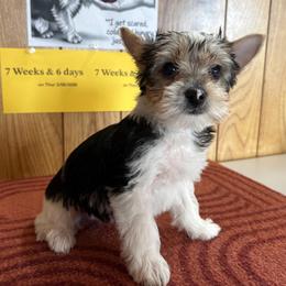 Boy 4 - Parti male Yorkshire Terrier puppy in Bear Creek, North Carolina from Yorkie Time