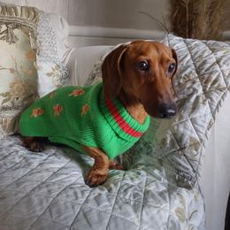 Oak - Dachshund