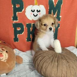 Sable - white and lemon female Companion Cross puppy in Garvin, Oklahoma from Hochatown Awesome Aussies