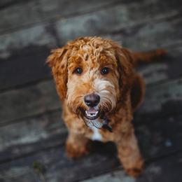 Goldendoodle and Poodle Puppies from Laura Harris