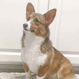 Lyra - Pembroke Welsh Corgi