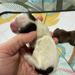 Boy 1 - Chocolate male Shih Tzu puppy in Ocala, Florida from Mimi's Shih-tzus of Ocala