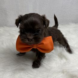 Heath - Chocolate male Shih Tzu puppy in Columbia, Kentucky from Lisa Bandy Luxe Shih Tzu