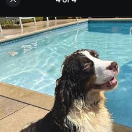 Winslow - English Springer Spaniel