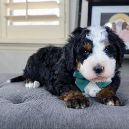 Simon - Tri-color male Bernedoodle puppy in Murray, Utah from Sun Valley Doodles