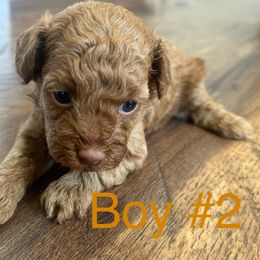 Boy 2 - Red  male Poodle puppy in South Dakota from Continental Cavaliers