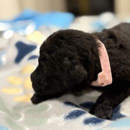 Goldendoodle and Poodle Puppies from Southern Stroll Poodles & Doodles