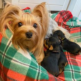 Yorkshire Terriers from Wildblumen Yorkies