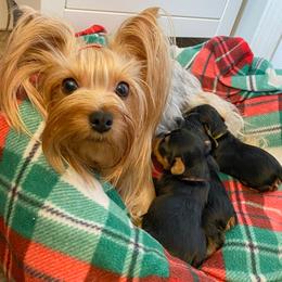 Yorkshire Terriers from Wildblumen Yorkies