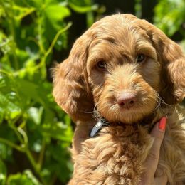BAMBINO - Apricot Goldendoodle puppy in Atascadero, California from Daring to Dream Doodles