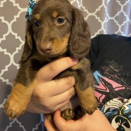 Dachshund Puppies from Dreaming of Dachshunds