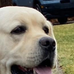 Cade - Labrador Retriever