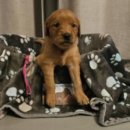 Pink - Dark golden female Golden Retriever puppy in Bellevue, Michigan from Double D Ranch Golden Retrievers LLC