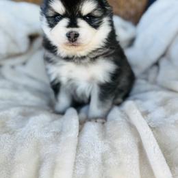 Roger - Black and white male Pomsky puppy in Yavapai County, Arizona from Pawsh Pomskies