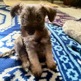 Rocky - Salt and pepper male Miniature Schnauzer puppy in College Park, Maryland from Canteranos pups