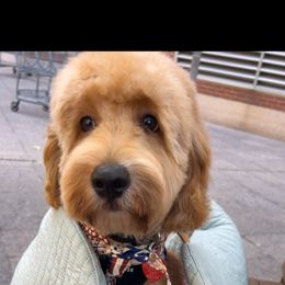 Goldendoodle All Grown Up from Alyssa Xxweetdoodles