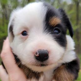 MARIGOLD BTM - Black tri male Toy Australian Shepherd puppy in Norwood, Missouri from Looney Farm’s Toy & Mini Aussies