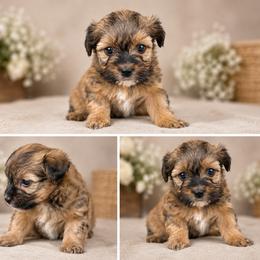 Mimi standard golden female - Gold female Yorkshire Terrier puppy in Salisbury, Delaware from Blue Line Kennels