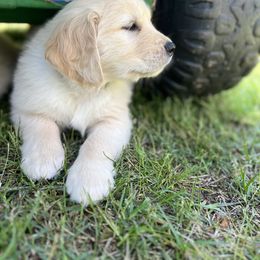 Golden Retriever Puppies from Jackson Farm Kennels