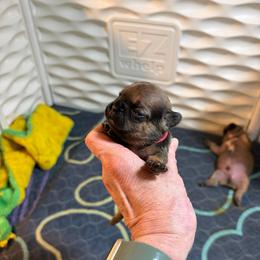 Remy - Fawn female French Bulldog puppy in Neenah, Wisconsin from Mimosa Acres French Bulldogs LLC