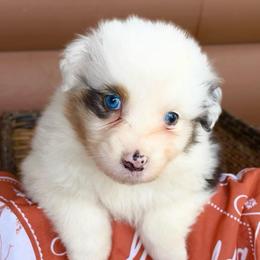 Aurora - Blue merle female Australian Shepherd puppy in Harrison, Arkansas from Von Struve Australian Shepherds