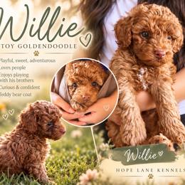 Willie - Apricot male Goldendoodle puppy in Millville, California from Hope Lane Kennels