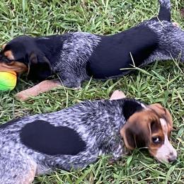 Beagles from Whiskey Willow Farms - Blue Tick Beagles