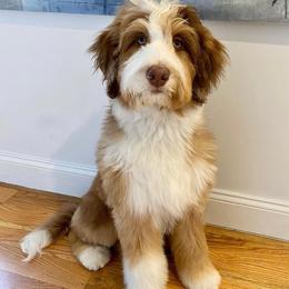 Aussiedoodle, Australian Shepherd, and Goldendoodle Puppies from Junipersdoodles