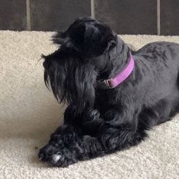 Ravyn - Miniature Schnauzer
