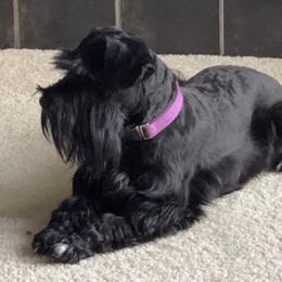 Ravyn - Miniature Schnauzer