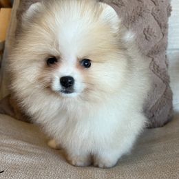 Pomeranian Puppies from Hill Country Poms