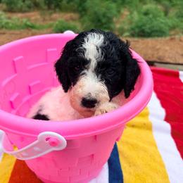 Tiger Lily - Parti female Goldendoodle puppy in Pittsburg, Texas from Peachy Pine Goldendoodles