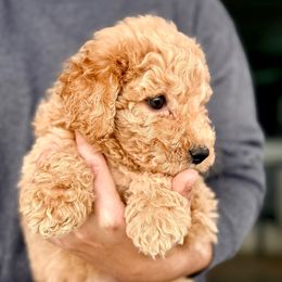 Buns - Cream male Aussiedoodle puppy in Eastman, Georgia from Dood B Ranch