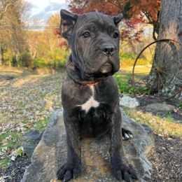 Karma(ears are cropped) - Black brindle female Cane Corso puppy in Lititz, Pennsylvania from Lititz Cane Corsos